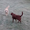 dogs playing in the frost