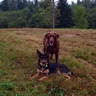 dogs in the field